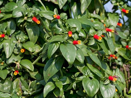 Candy Corn Plant