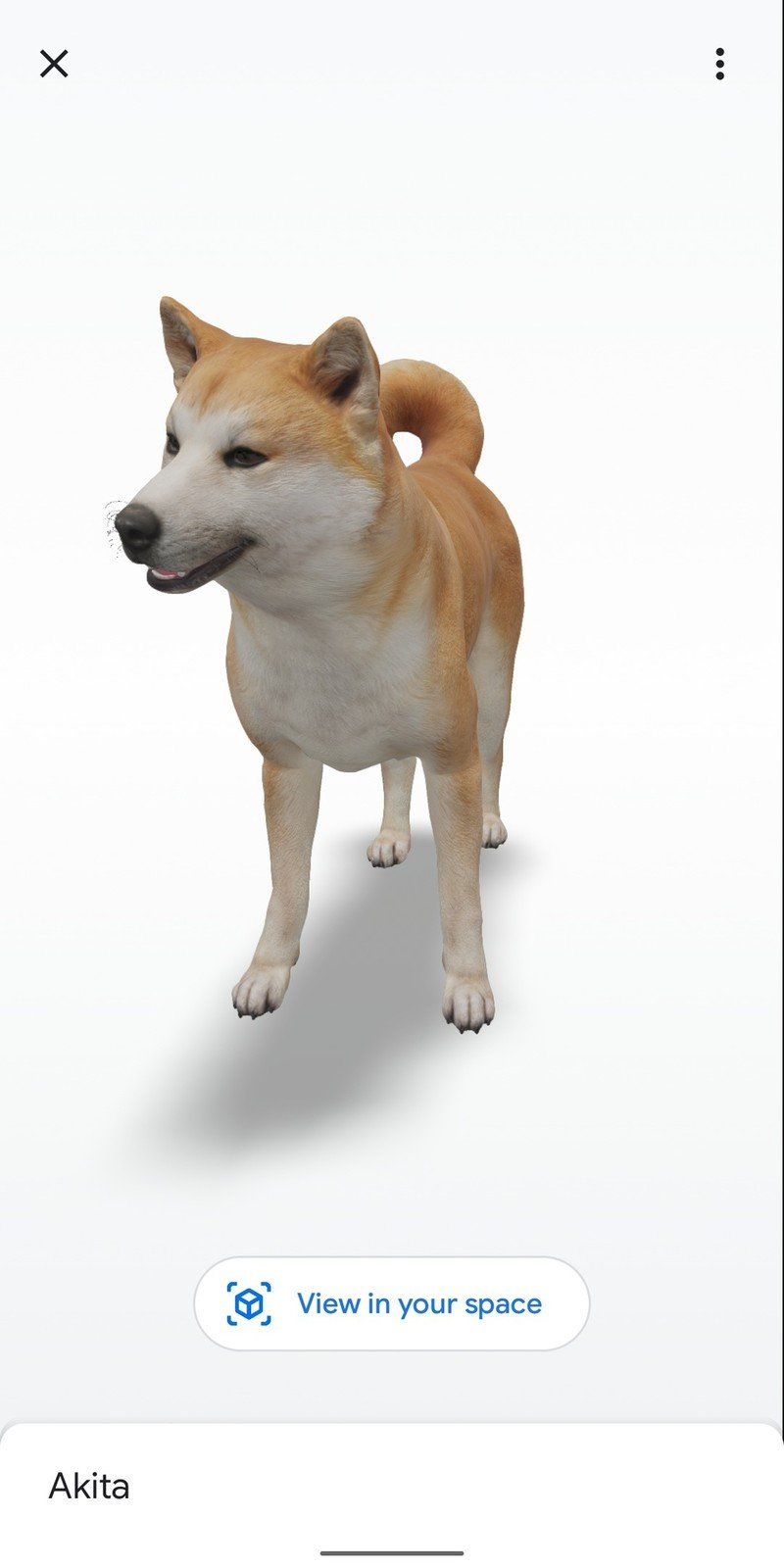 Akita