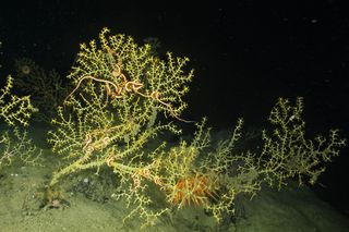 Damaged coral colonies, anemones and brittle stars