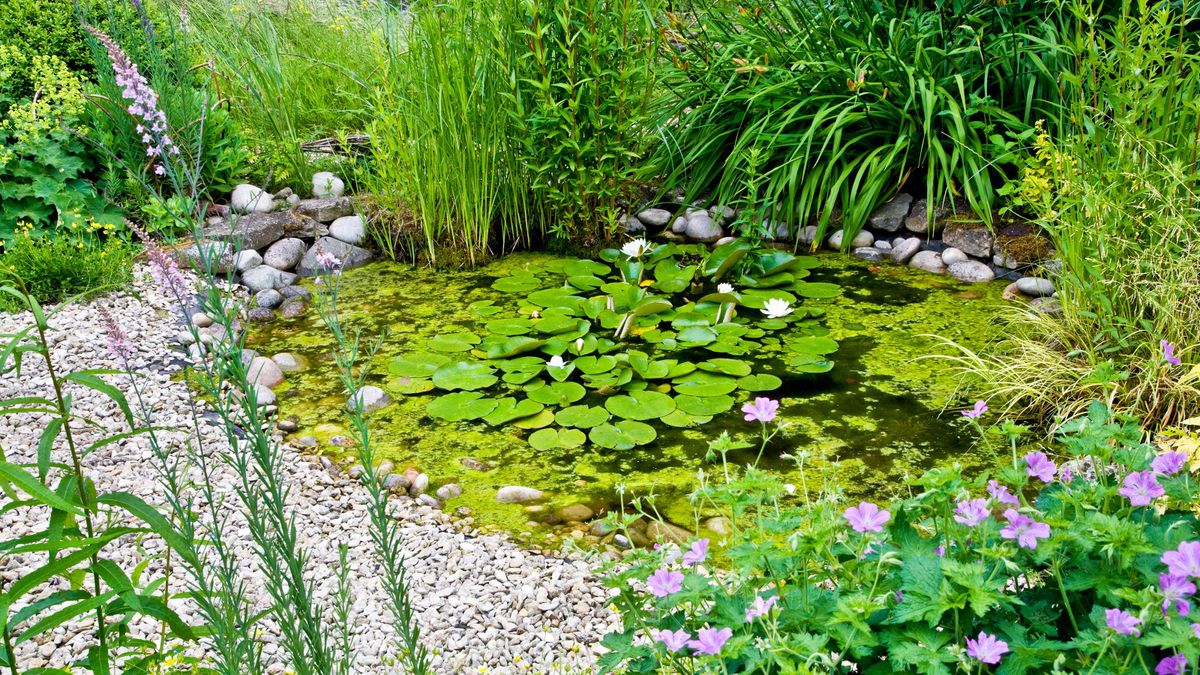 Wildlife ponds: a complete guide on how to build this nature-friendly ...