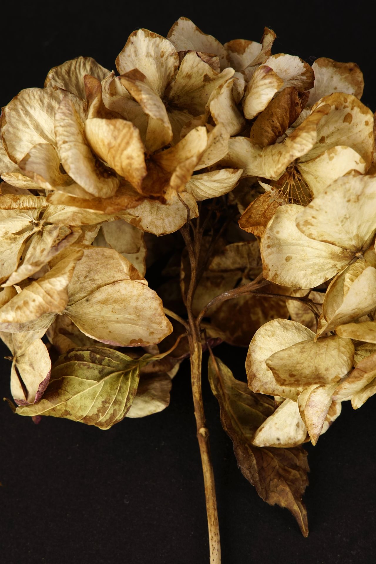 Still life of dried hydrangeas