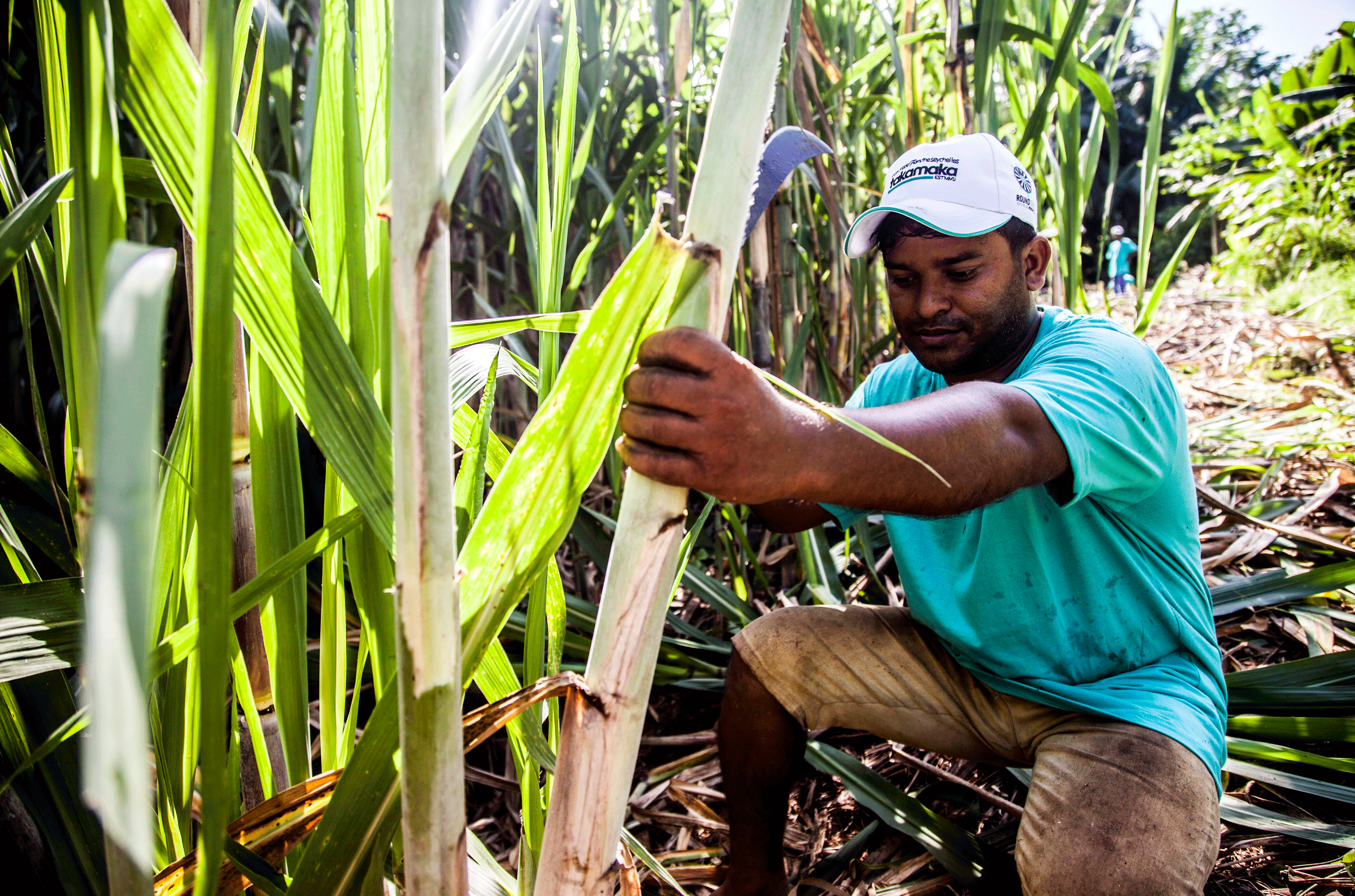 Harvesting sugarcane to make Tamaka rum in the Seychelles Islands