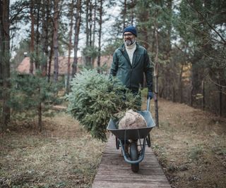 A man in a hat pushes a Christmas tree wrapped in burlap down a wooden path in a wheelbarrow