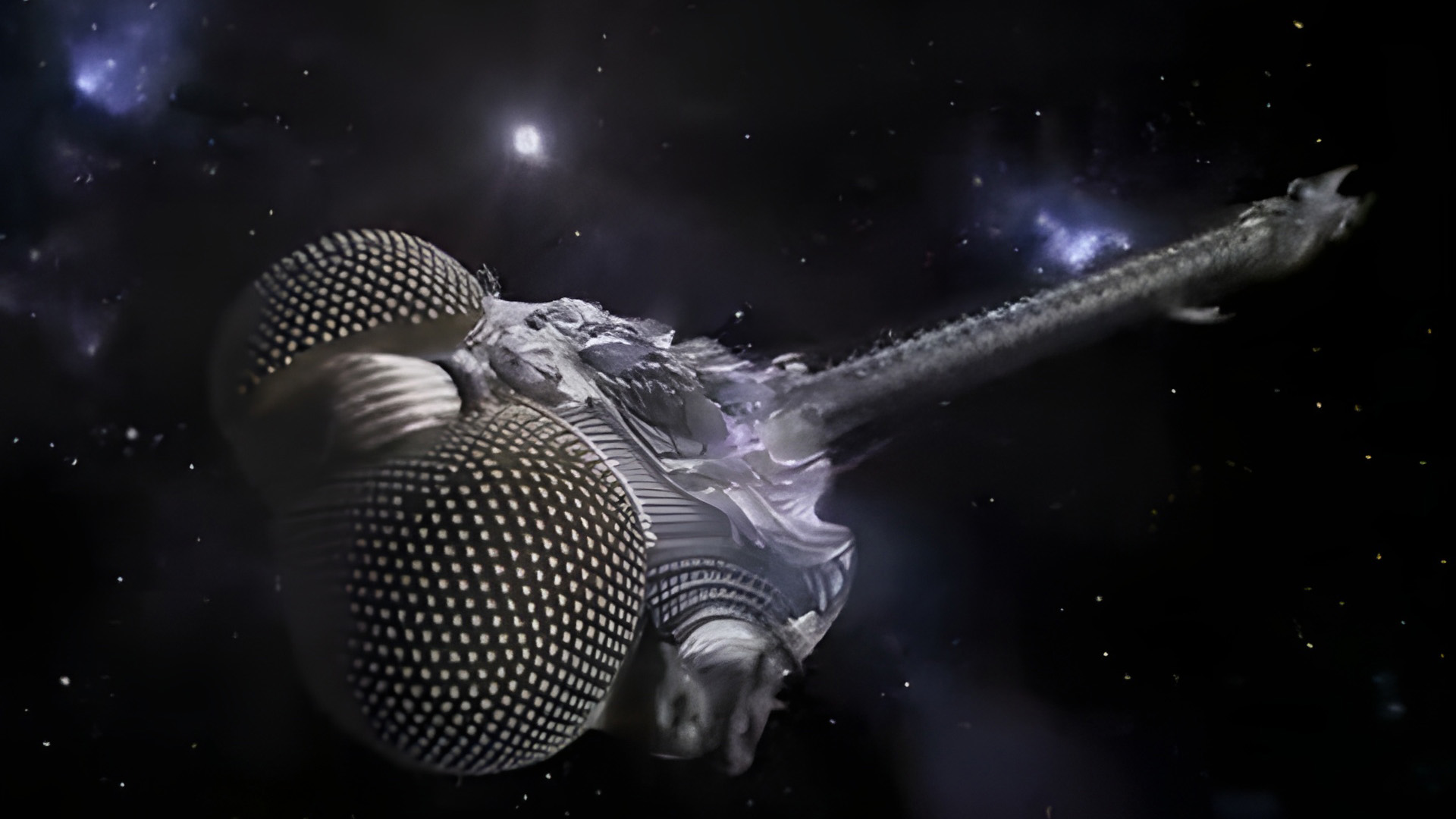 The dragonfly-shaped spaceship Lexx, from the show Lexx