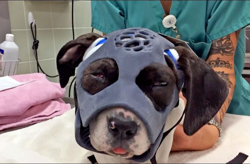 An image of a 3D-printed mask used to help heal a dog&#039;s fractured skull.