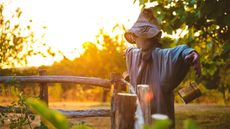 A scarecrow in a yard