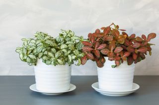 indoor plant ideas: coloured foliage in pots