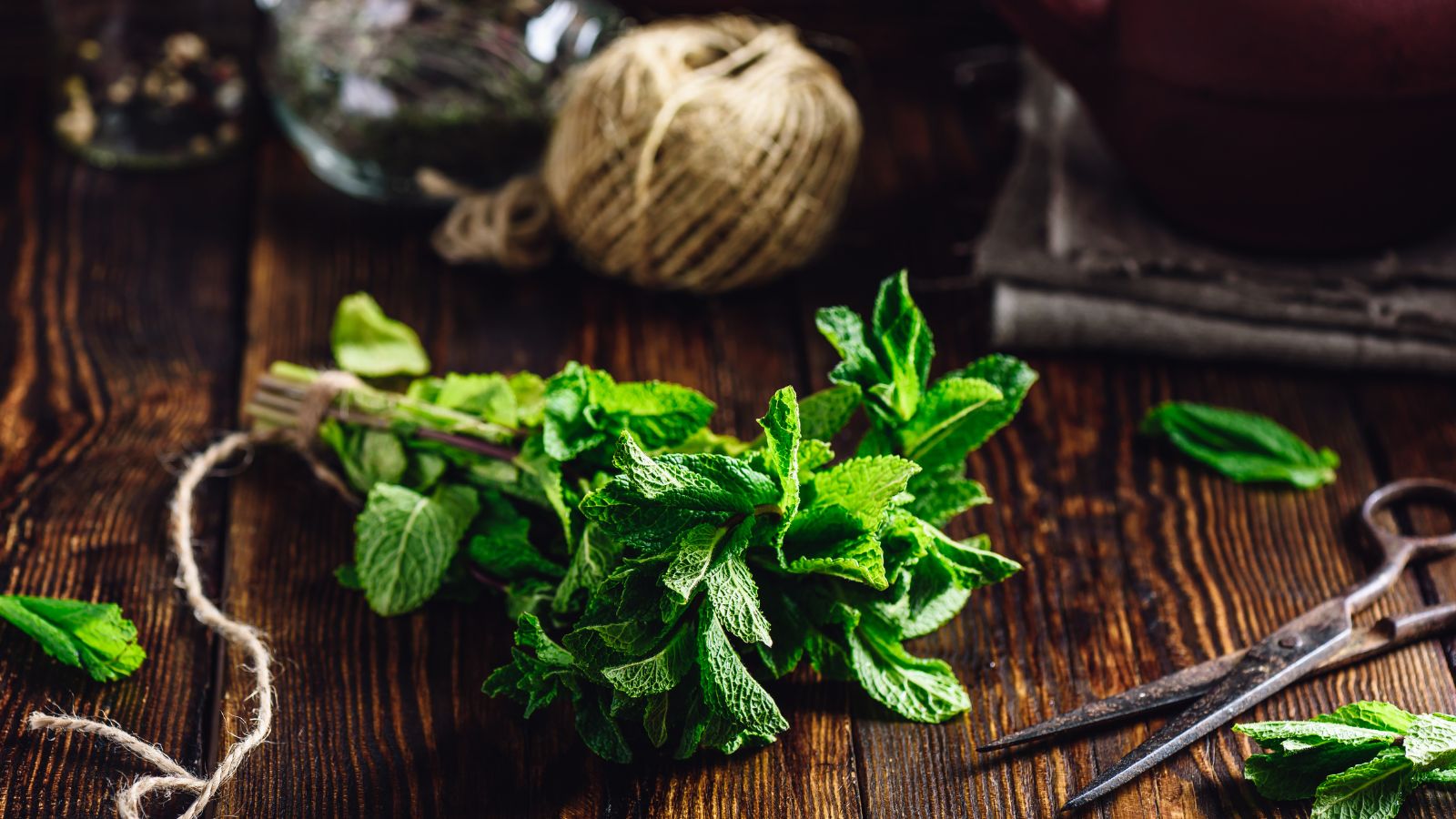 Bunch of Mint with Rusty Scissors. Tangle with Two Jars and Teapot on Backdrop.