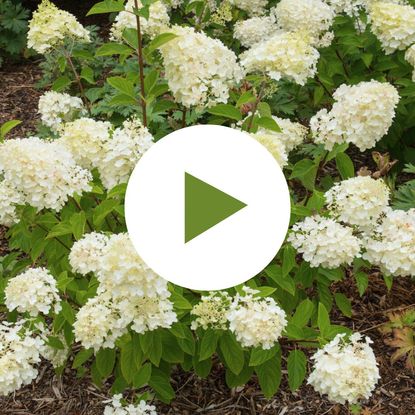 Bobo Hydrangea in Full Bloom