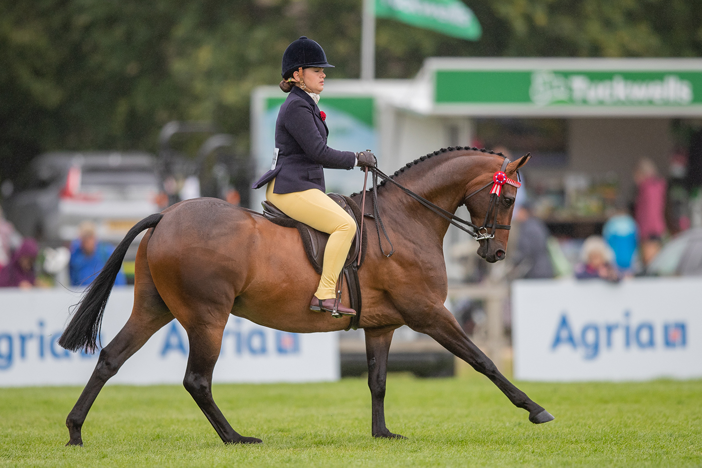 Roseberry Picture Perfect was among the 2023 Royal International Horse Show winners