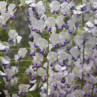 Wisteria floribunda&nbsp;f.&nbsp;Multijuga from Waitrose Garden