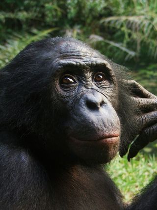 A bonobo in a sanctuary.