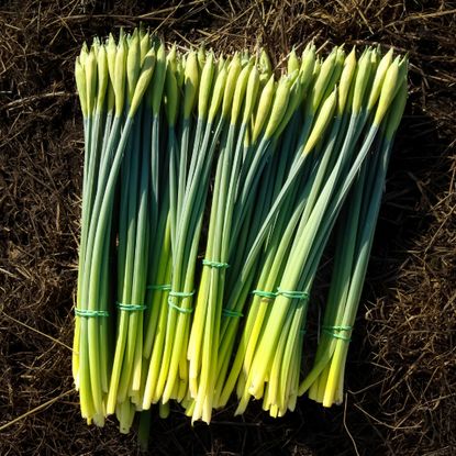 daffodil buds wrapped in rubber bands