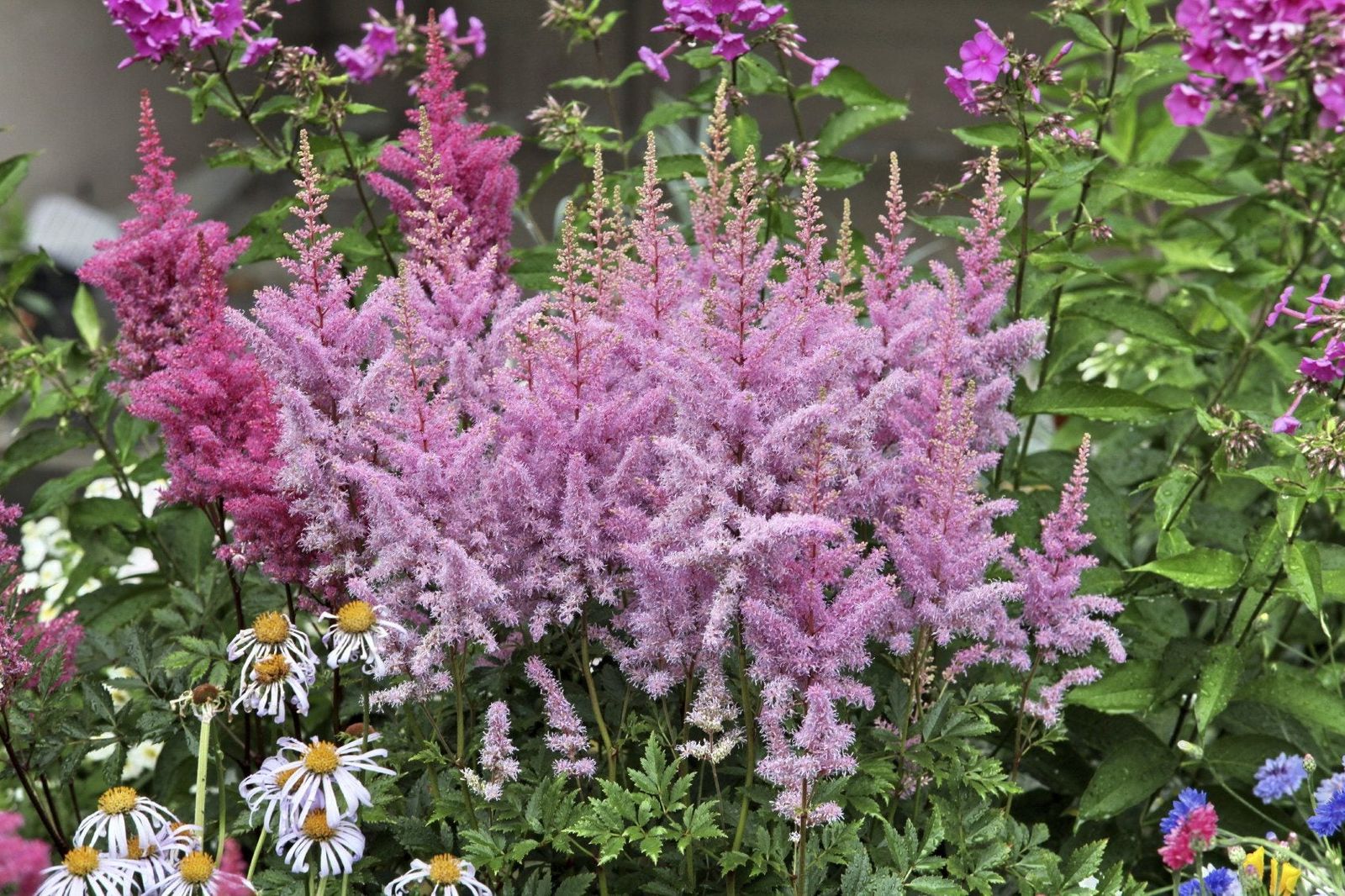 Does Astilbe Bloom All Summer - Learn About Astilbe Plant Bloom Time ...