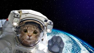 Interesting cat facts - cat in space