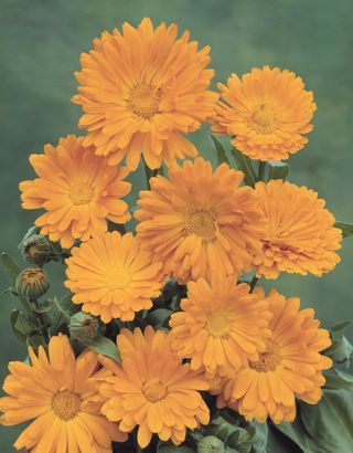 how to grow marigolds: calendula officinalis