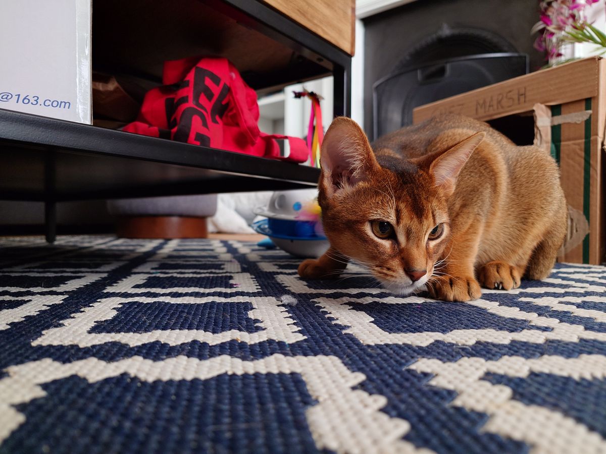 A photo shot on the Sony Xperia 1 V