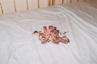 Octopus on bed