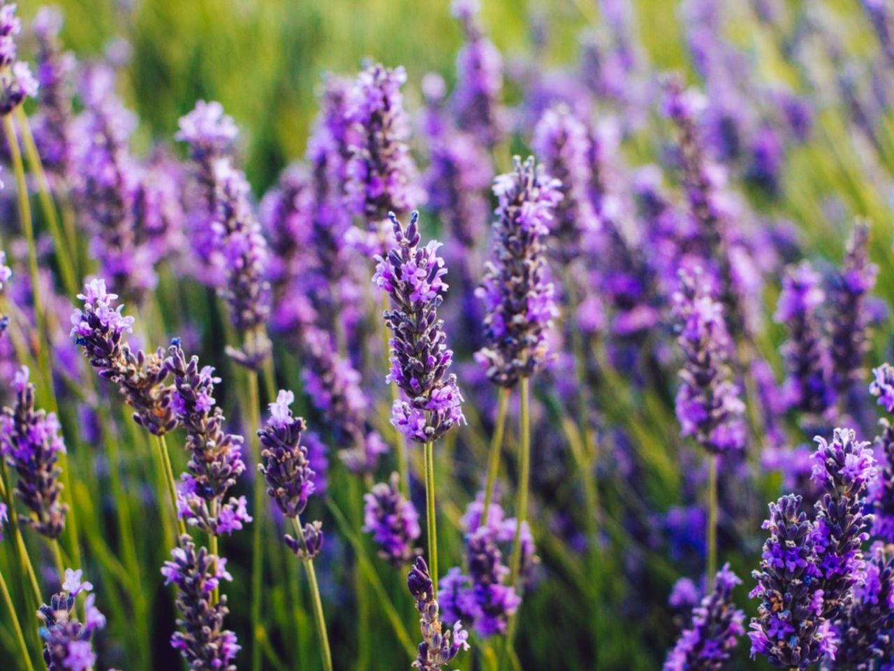 Lavender In The Garden