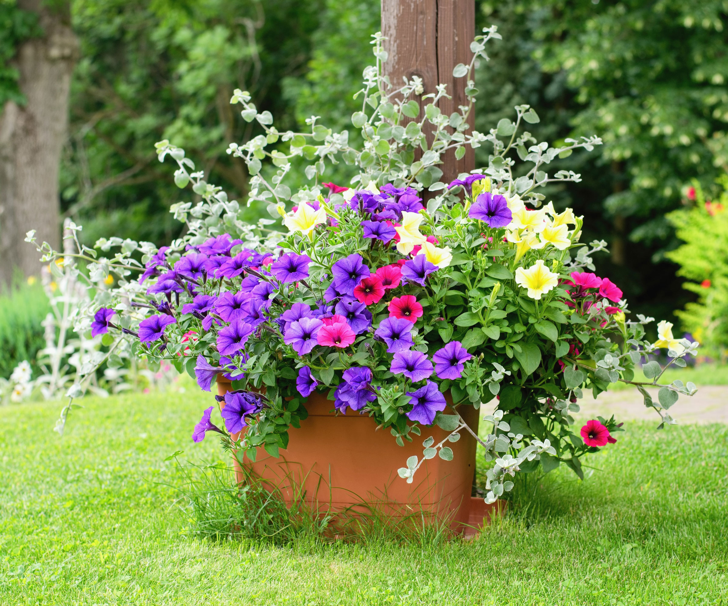 full sun container with classic thriller spiller filler theme