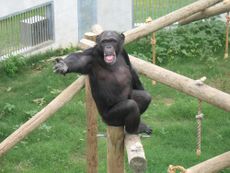 A chimpanzee on a branch reaches his arm out while smacking his lips for food. 