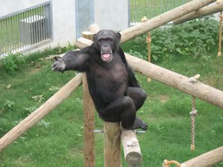 A chimpanzee on a branch reaches his arm out while smacking his lips for food. 