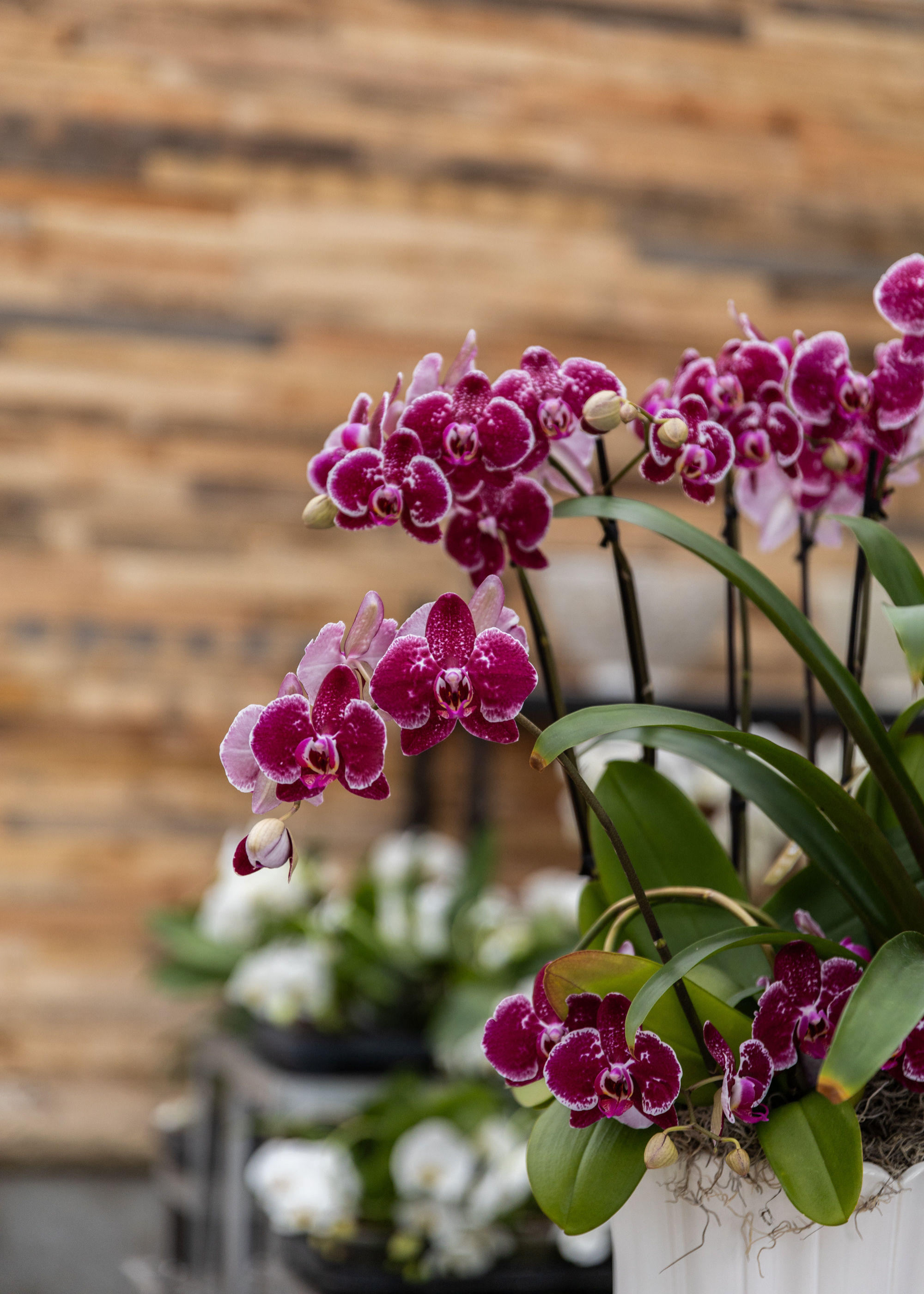 A couple of purple orchids in bloom