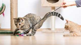 Cat playing with toys