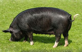 native british pig breeds