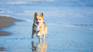 Corgi running along beach