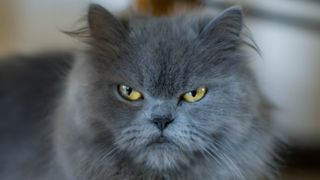 angry looking cat