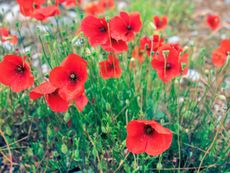 Red Flowers