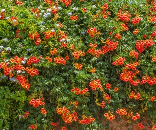 Trumpet vine growing over a garden wall