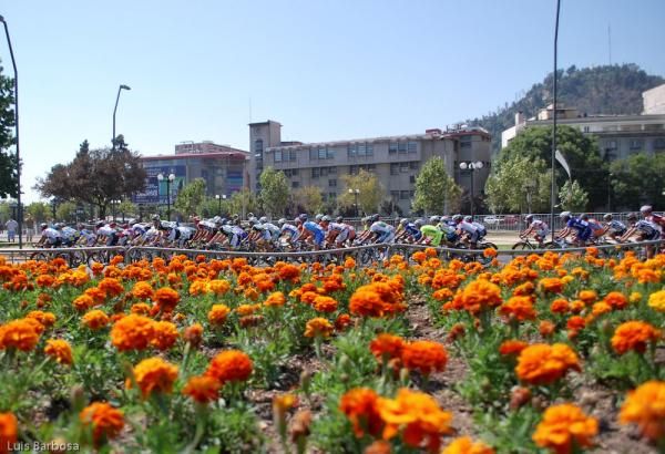 Flowers in Santiago, Chile