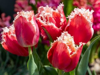 pink Canasta tulips