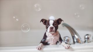 Boston Terrier puppy in bath with soap suds on head, looking at camera