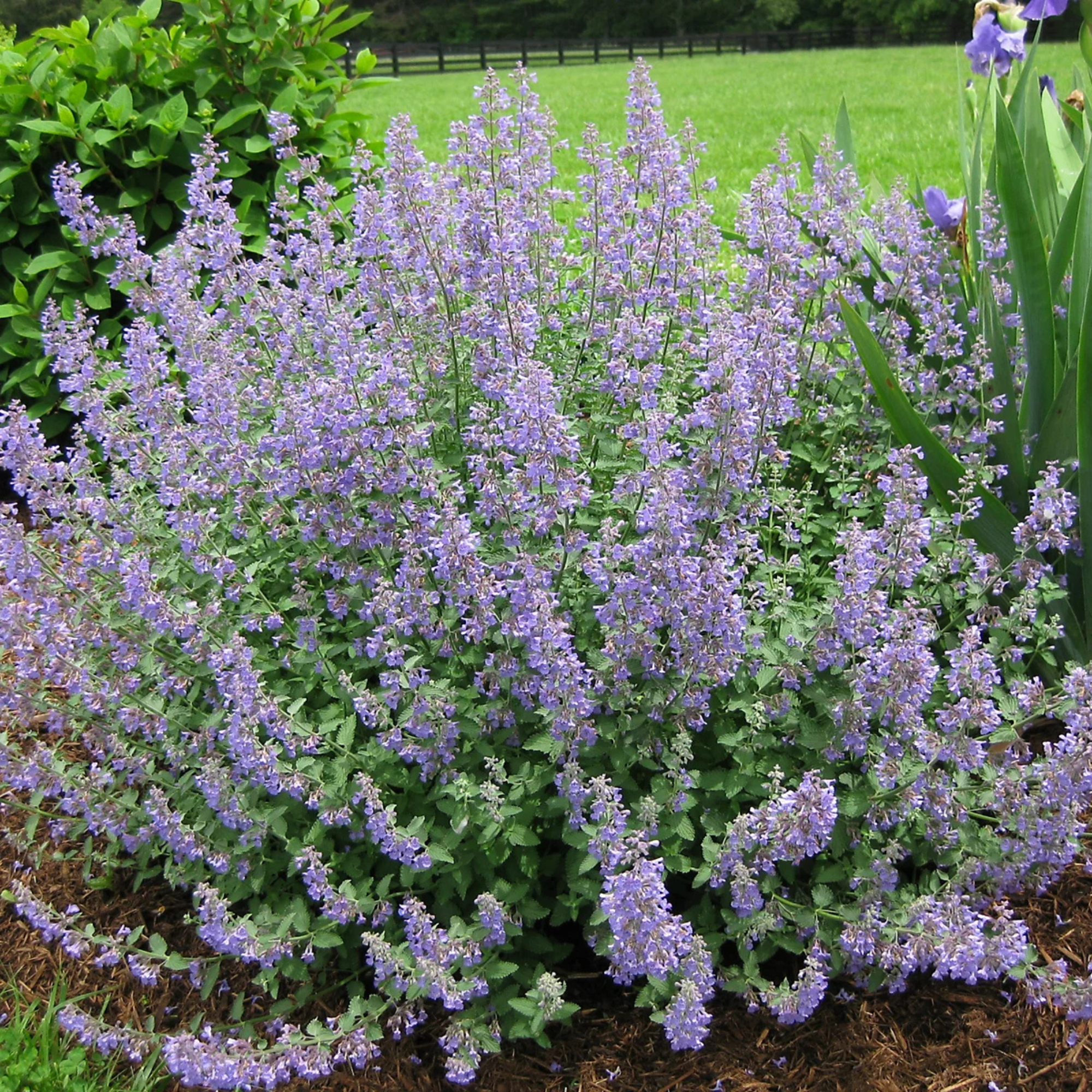 3 X Catmint Herb Plant in 9cm Pots 