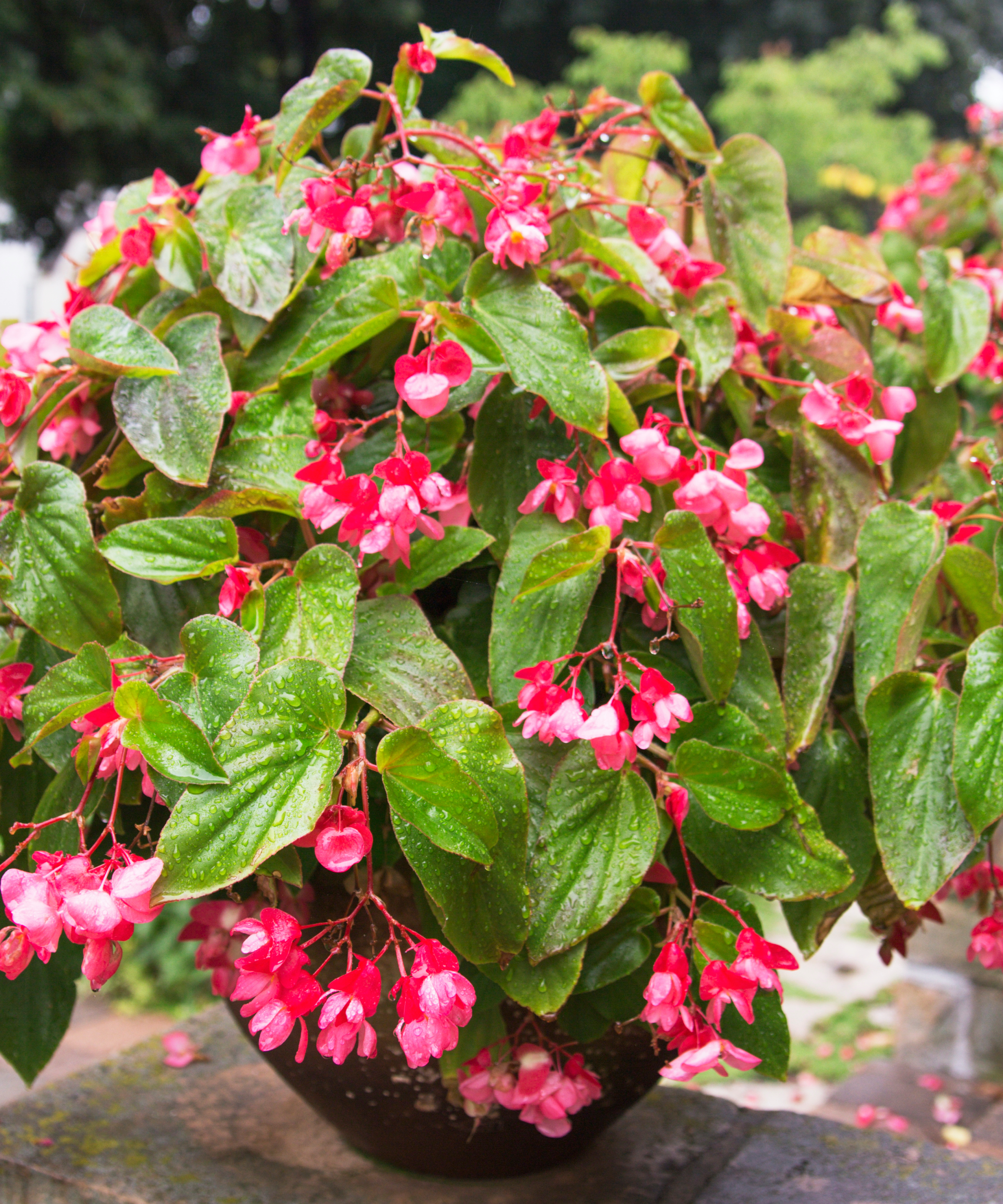 potted dragon wing begonia