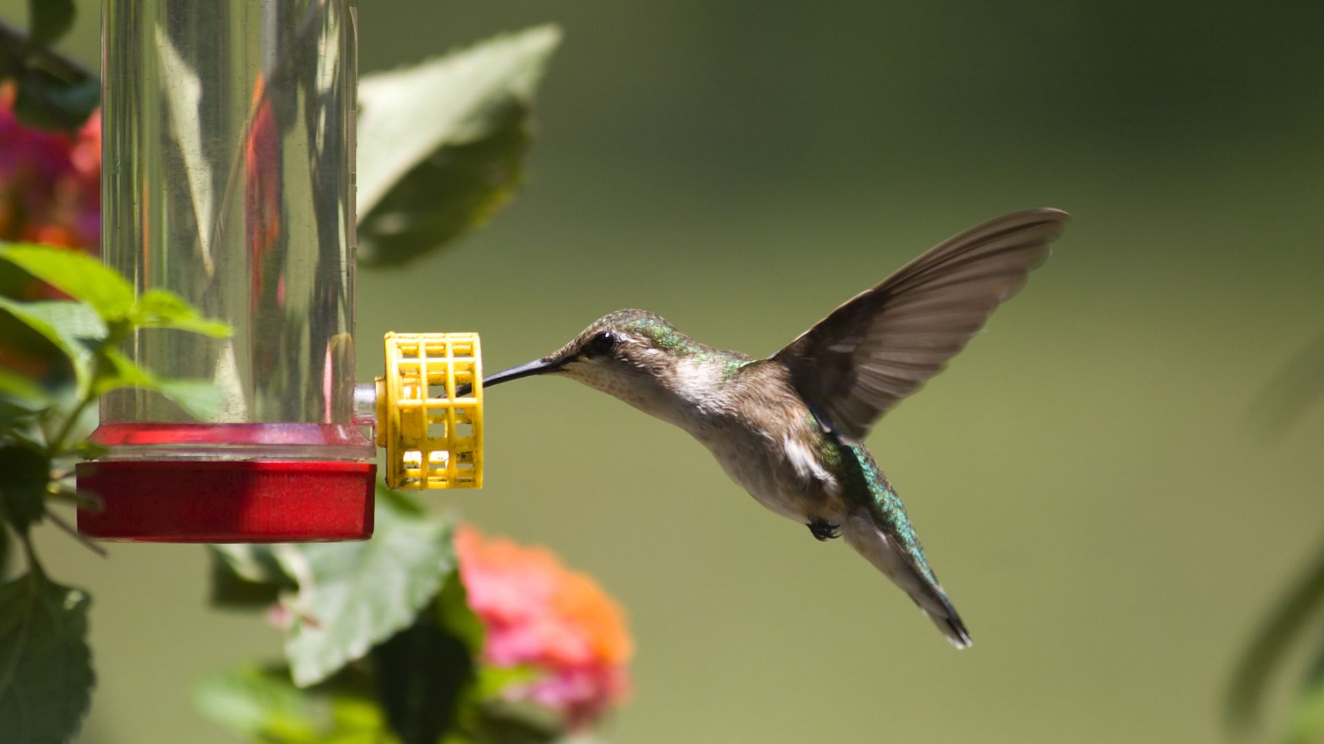 How to keep ants out of hummingbird feeders