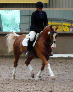 Emily Ham's Alfie doing ridden dressage with Naiomi
