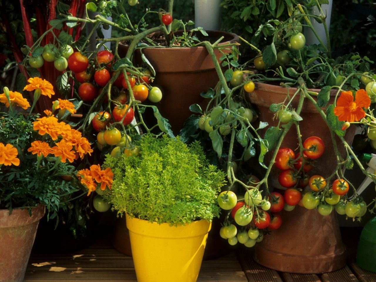 Pots Full Of Flowers And Tomato Plants