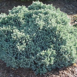 juniper Blue Star growing in backyard