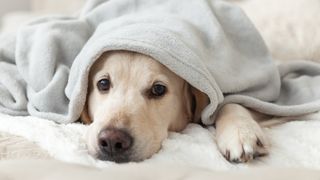 Golden Retriever curled up under blanket with face peeking out