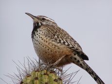 cactus wren