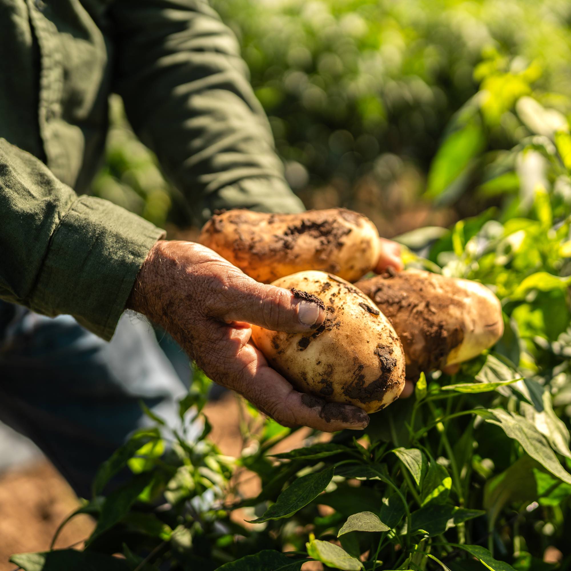 Potato fertilizer yields great harvests of potatoes