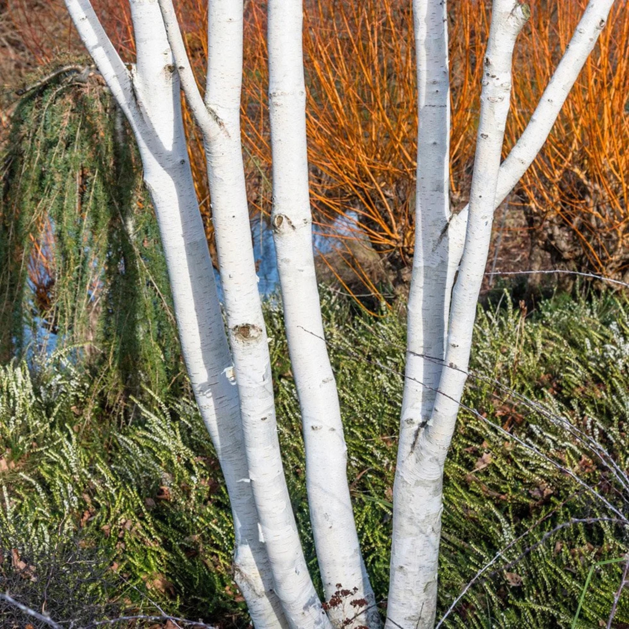 birch tree in front of a foliage backdrop