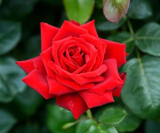 best climbing roses Summer Loving flowering in enclosed garden space
