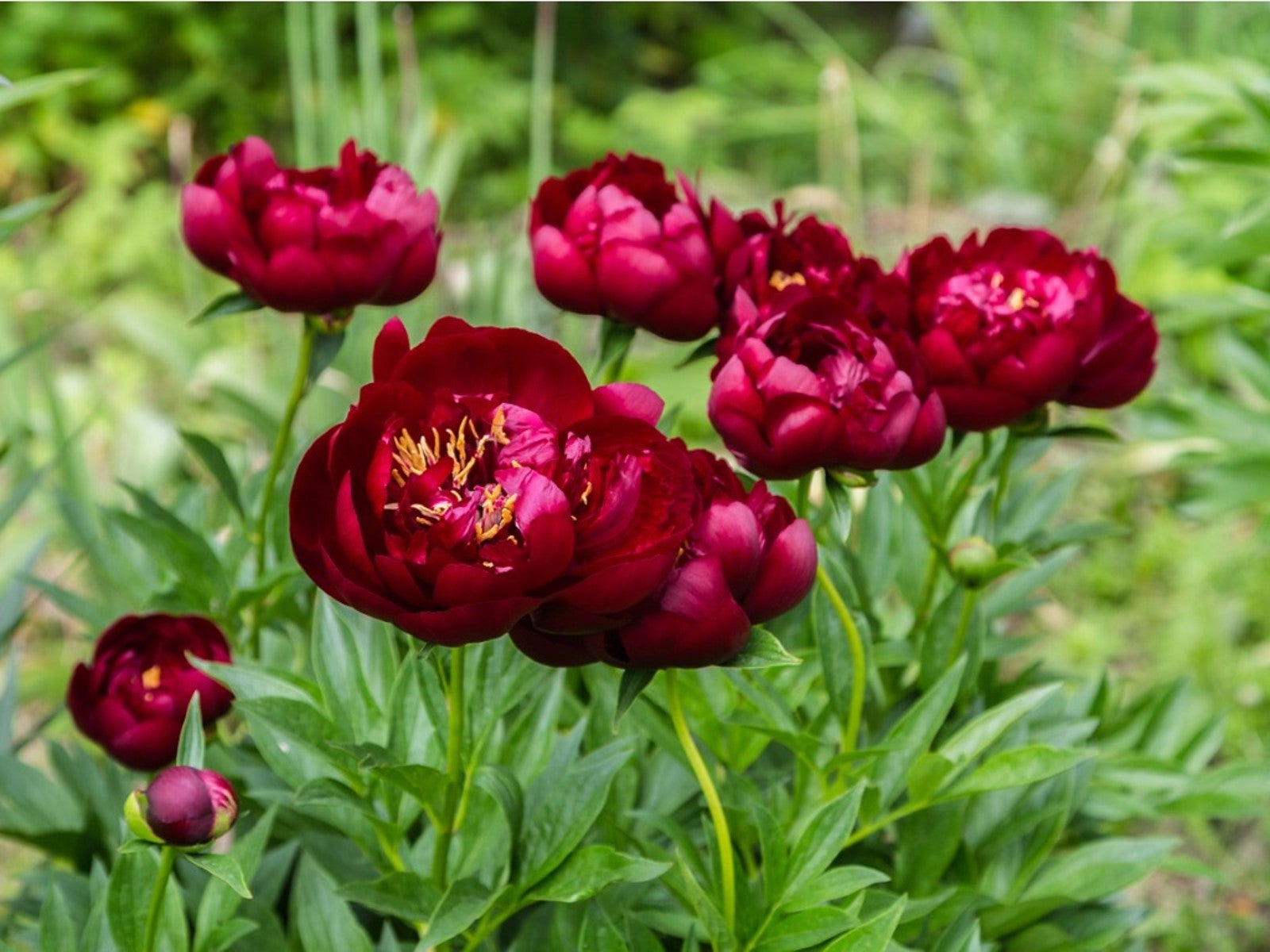 Burgundy Flowers