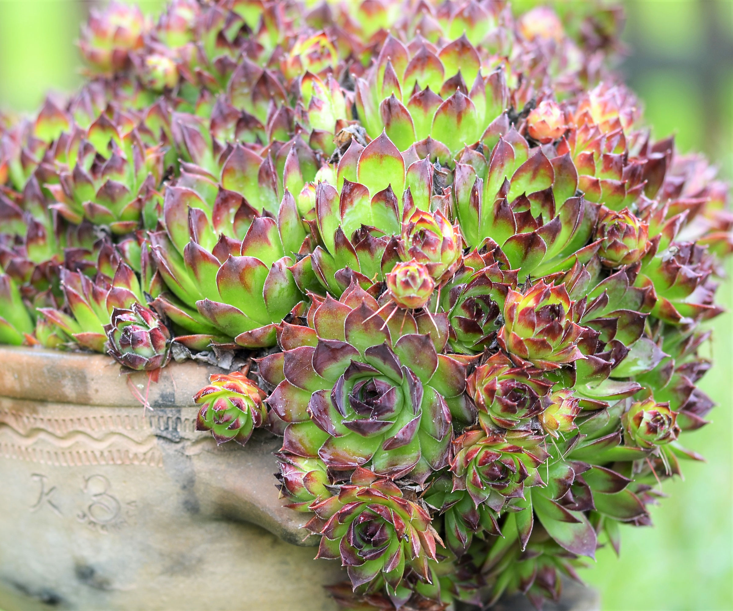 container of green and red sempervivum plants
