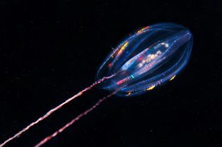 A living comb jelly, known as Euplokamis. The creature's rainbow iridescence is caused by the movement of the ciliary comb bands on the animal's body.